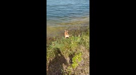 Puppy first time at lake