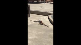 War of the iguanas 2