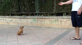 Trained dog keels over after pretending to be shot dead by wwner