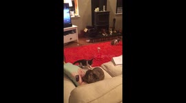 Cat and rabbit stand off