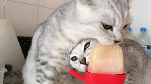 lick-the-tuna