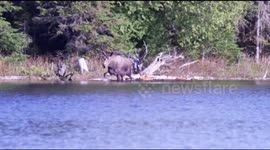 Mother Moose Rescues Drowning Calf - The Outdoors Chef