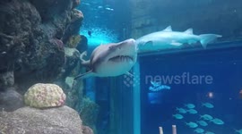 Swimming with Sharks!