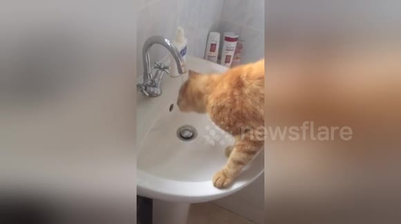 Newsflare Newsflare Edit Cat Drinking From A Tap