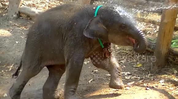 Playful baby elephant enjoys cool water spray