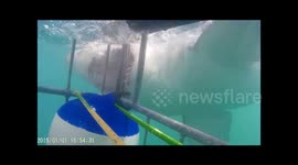 Shark bites diving cage in Gansbaai, South Africa