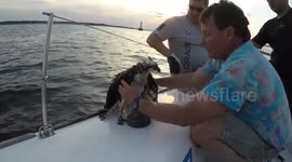 Boaters rescue osprey entangled in plastic bag