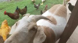 Goat Raised by Wild Monkeys