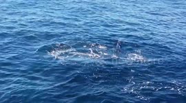 Monterrey Whales Jumping Together in Perfect harmony out of the water