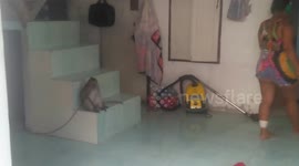 What happens when you try to fight with a Monkey