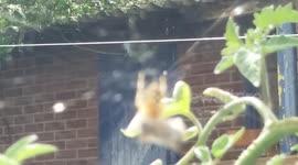 Spider eating a caught fly