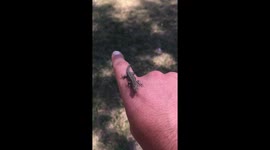 Lizard walks on the human hand
