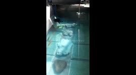 new fish pond 1.23.2015