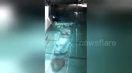 Newsflare Edit - new fish pond 1.23.2015