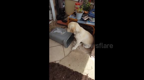 Puppy Daisy being Greedy