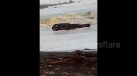 Vehicle stuck in Surf