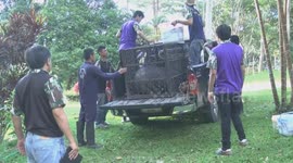 Bear That Mauled Man In Thailand Taken To Fat Camp For Eating Problem