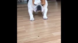 English Bulldog meets Fly