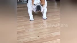 Newsflare Edit - English Bulldog meets Fly