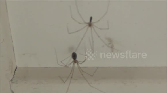 Twisted spiders, close-up