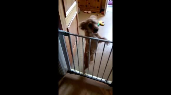 So pleased to see Dad, dancing puppy