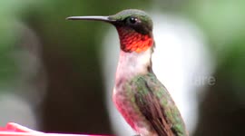 Beautiful Hummingbird extreme close up