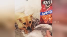 This dog doesn't want to share his Doritos