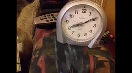 This dog's had a bad day so on the bottle it is