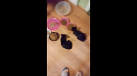 Kit & Kat @ 6 wks old & 2 lbs. 8/2017 NC