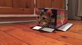 Bengal Costume: How to get your very own Nyan Cat