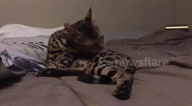 Bengal cat and a giant birdie