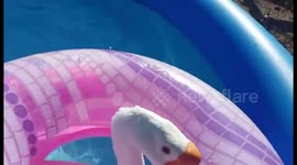 Just a goose cooling off in a pool
