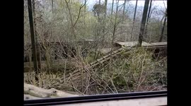 the Tiger stopped for a look