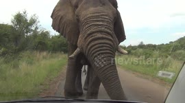 Large bull elephant brushes past car at wildlife park