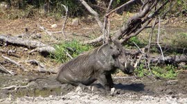 Warthog enjoys a bum scratch