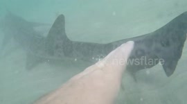 GoPro - Grab a Shark by the tail !