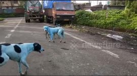 Stray dogs in India are turning blue because of pollution