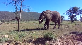 Younger elephant eating