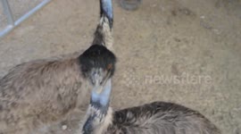 Emu bites camera thinking it was food