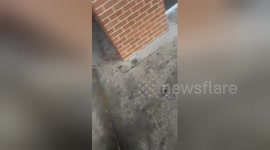 Newsflare Edit - Old Racist White Man In Hagerstown Screams N Word At Black People