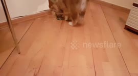 Akita inu puppy trying to get cap from floor