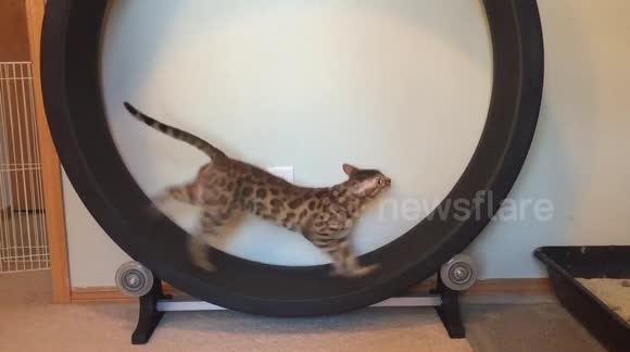 cat wheel video