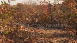Leopards Mating - Persuasive Female vs. Lazy Male