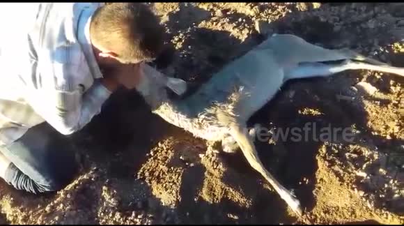 Man performs mouth-to-mouth resuscitation on unconscious deer