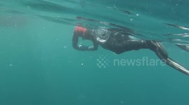 Blue Shark interacts with Snorkelers on the Cornish Coast
