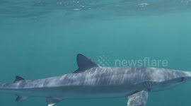 Snorkelers have close encounter with shark in Cornwall, UK