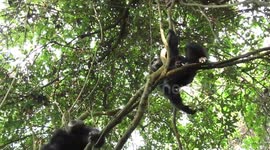 Charging Chimpanzee in Mahale NP, Tanzania