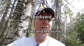 How to harvest Medicinal Chaga (tinder fungus) for tea or survival tinder