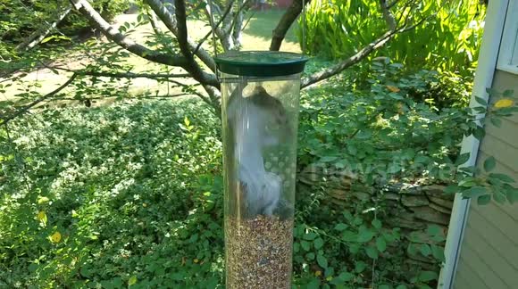 Newsflare Greedy Squirrel Gets Trapped In Bird Feeder