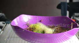 Budgie taking a bath for the first time
